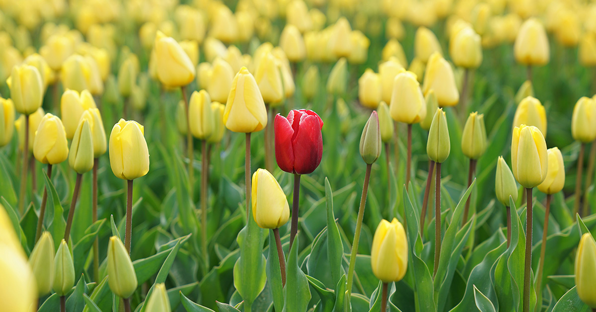 When sales success depends on the individual